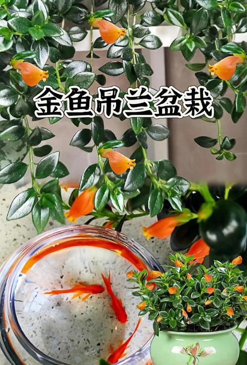 金鱼吊兰的花语和寓意，送人有什么禁忌，金鱼吊兰的摆放风水禁忌？-第2张图片-优品飞百科