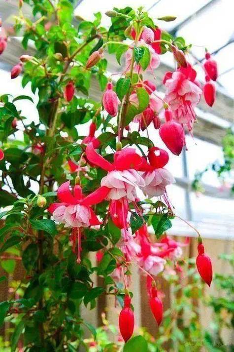 家里养倒挂金钟有什么好处，室内养倒挂金钟好吗-第1张图片-优品飞百科