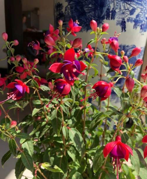 家里养倒挂金钟有什么好处，室内养倒挂金钟好吗-第2张图片-优品飞百科