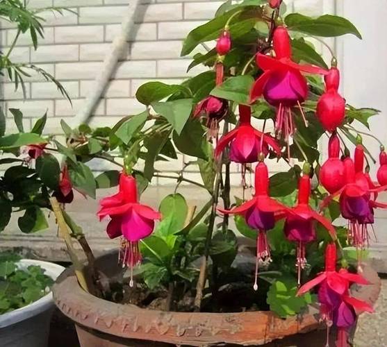 家里养倒挂金钟有什么好处，室内养倒挂金钟好吗-第4张图片-优品飞百科