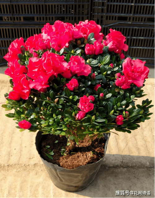 家里养倒挂金钟有什么好处，室内养倒挂金钟好吗-第5张图片-优品飞百科