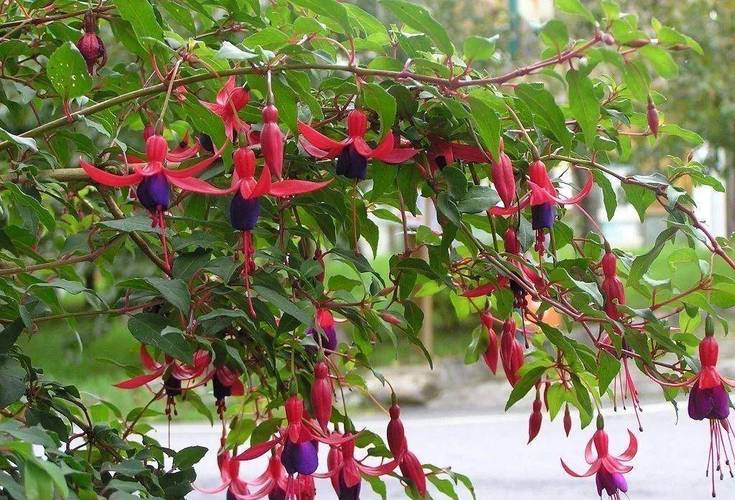 家里养倒挂金钟有什么好处，室内养倒挂金钟好吗-第6张图片-优品飞百科