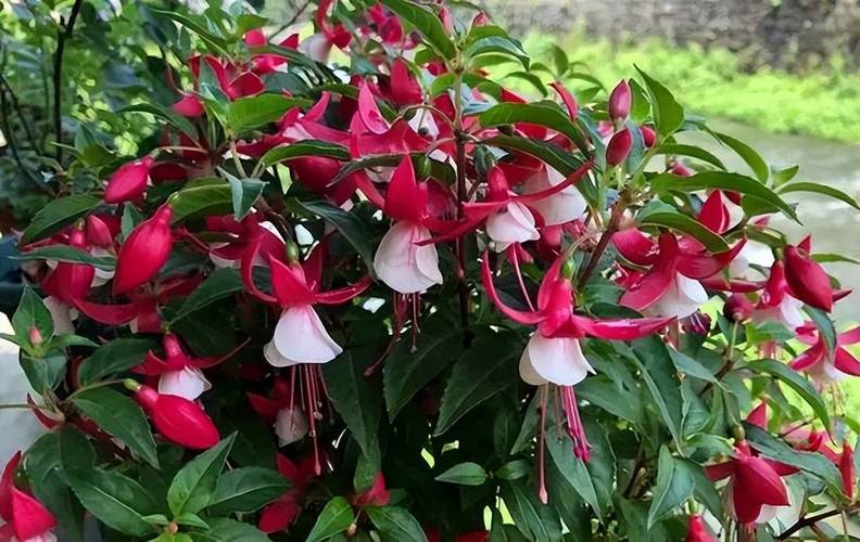 家里养倒挂金钟有什么好处，室内养倒挂金钟好吗-第7张图片-优品飞百科