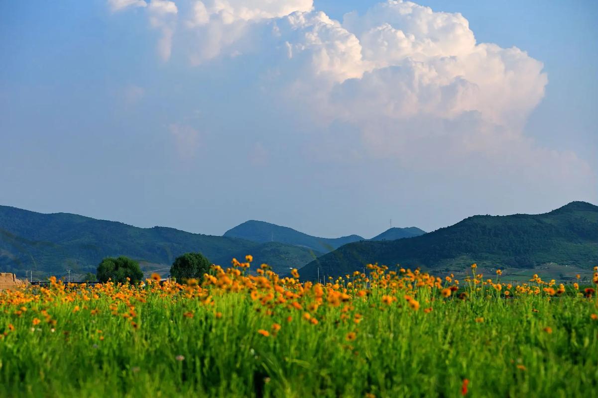 辽阳适合养什么花，市花和市树是什么，辽阳适合养什么花,市花和市树是什么花？
