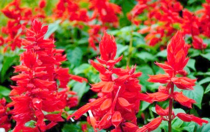 辽阳适合养什么花，市花和市树是什么，辽阳适合养什么花,市花和市树是什么花？-第2张图片-优品飞百科