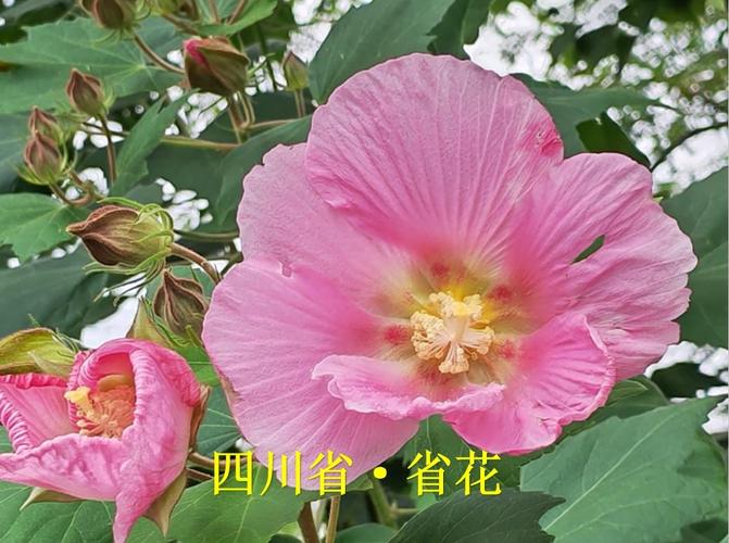 辽阳适合养什么花，市花和市树是什么，辽阳适合养什么花,市花和市树是什么花？-第6张图片-优品飞百科