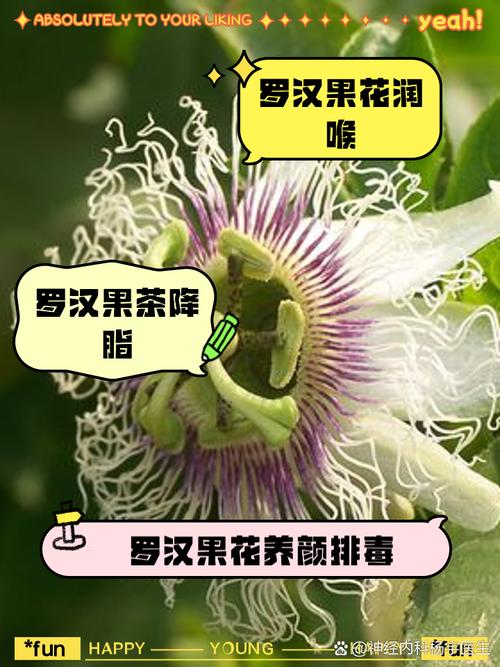 罗汉果的功效与作用？胖大海的功效与作用？-第3张图片-优品飞百科