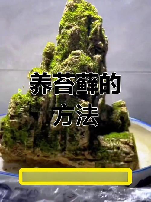 苔藓是怎么形成的，怎么让花盆里长苔藓，苔藓长在花盆里对植物有影响吗-第2张图片-优品飞百科