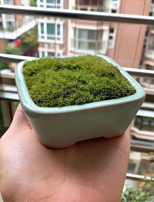 苔藓是怎么形成的，怎么让花盆里长苔藓，苔藓长在花盆里对植物有影响吗-第3张图片-优品飞百科