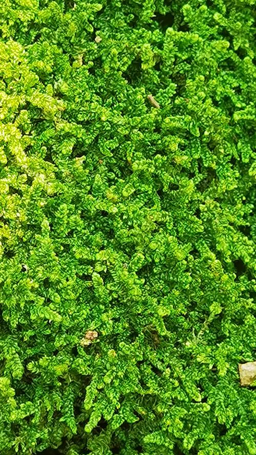 苔藓是怎么形成的，怎么让花盆里长苔藓，苔藓长在花盆里对植物有影响吗-第4张图片-优品飞百科