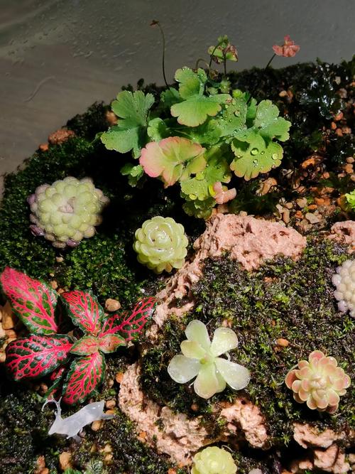 苔藓是怎么形成的，怎么让花盆里长苔藓，苔藓长在花盆里对植物有影响吗-第5张图片-优品飞百科