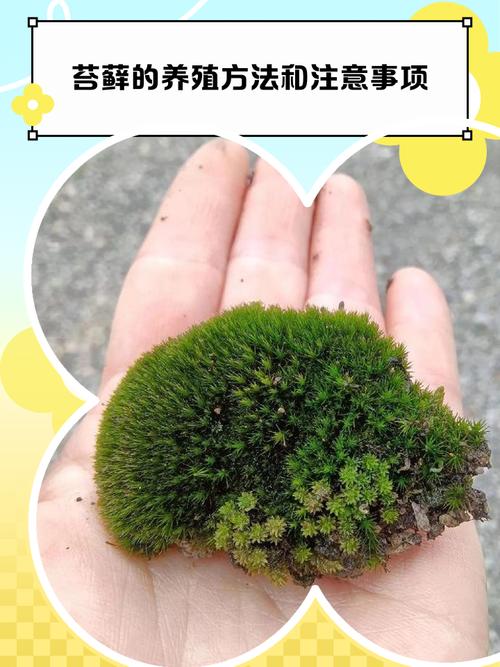 苔藓是怎么形成的，怎么让花盆里长苔藓，苔藓长在花盆里对植物有影响吗-第6张图片-优品飞百科