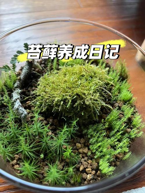 苔藓是怎么形成的，怎么让花盆里长苔藓，苔藓长在花盆里对植物有影响吗-第7张图片-优品飞百科