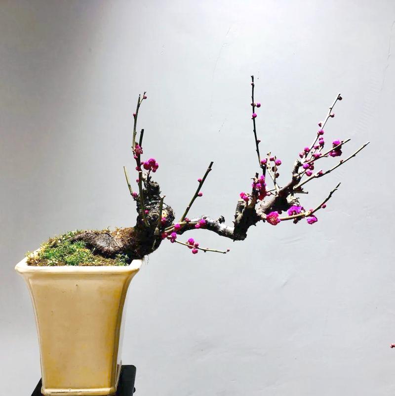 移栽梅花多久能生根，梅花何时移栽易成活？梅花什么时候移栽不影响开花？-第1张图片-优品飞百科