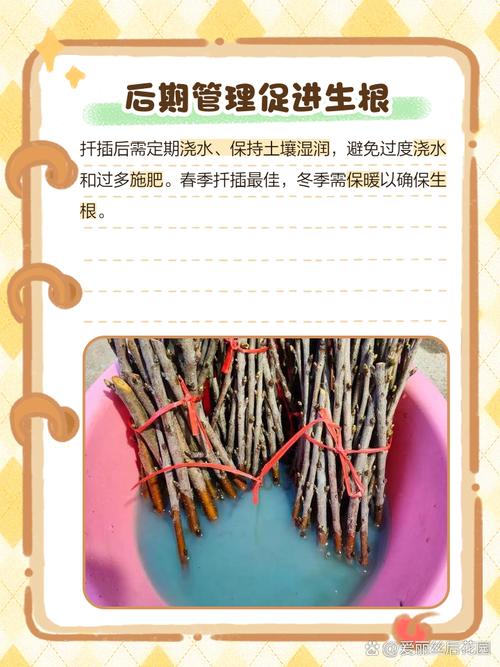 移栽梅花多久能生根，梅花何时移栽易成活？梅花什么时候移栽不影响开花？-第2张图片-优品飞百科