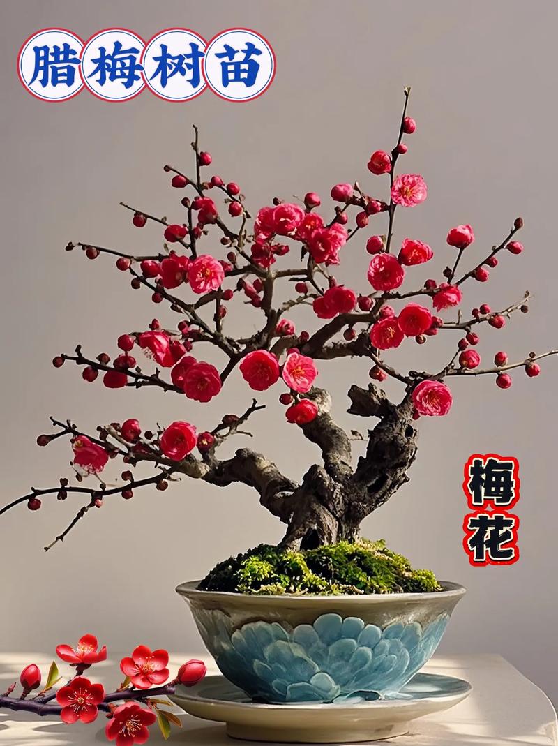 移栽梅花多久能生根，梅花何时移栽易成活？梅花什么时候移栽不影响开花？-第3张图片-优品飞百科