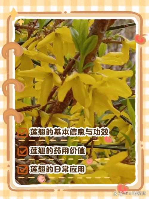 连翘的功效与作用，副作用及禁忌，连翘的功效与作用食用方法？-第1张图片-优品飞百科