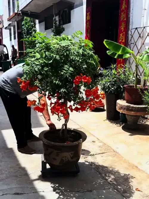 凌霄花养在家里吉利吗，养在客厅好不好？凌霄花室内能养活吗？