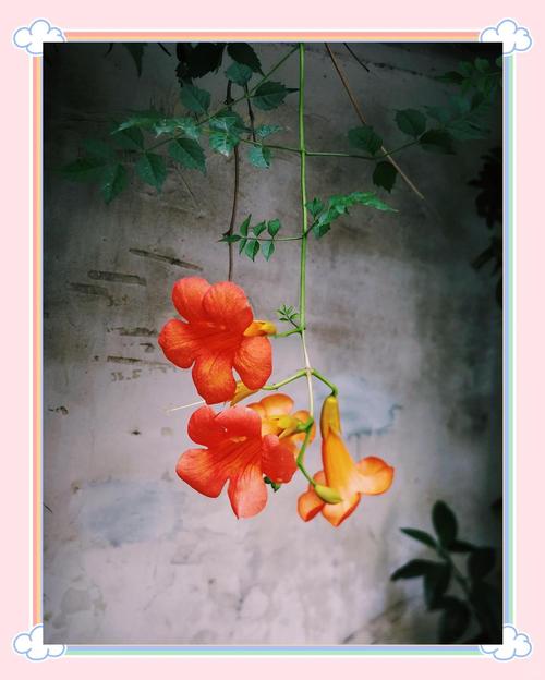 凌霄花养在家里吉利吗，养在客厅好不好？凌霄花室内能养活吗？-第2张图片-优品飞百科