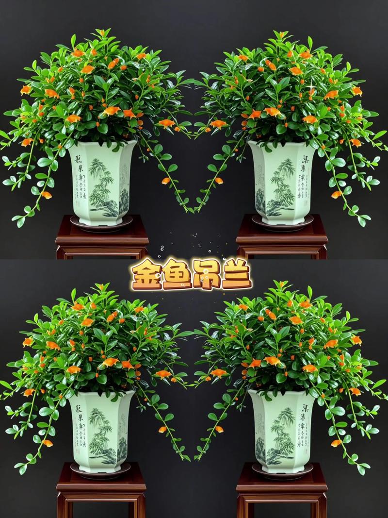 吊兰多少钱一盆，吊兰费用，吊兰的费用？-第1张图片-优品飞百科