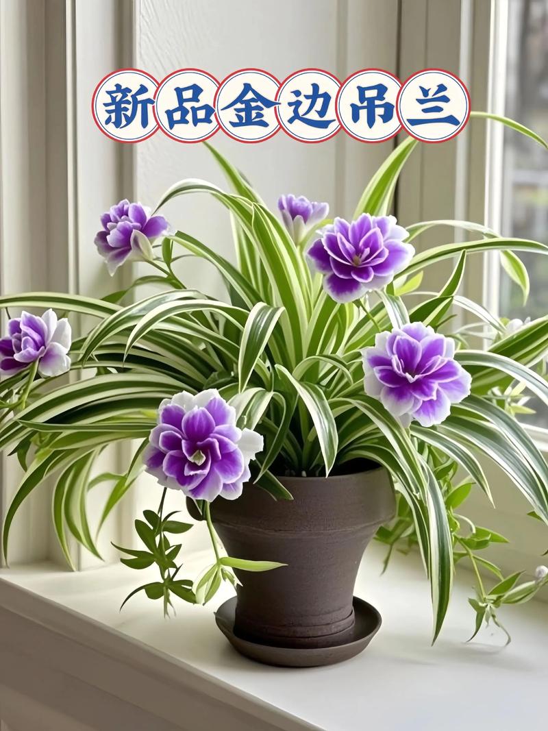 吊兰多少钱一盆，吊兰费用，吊兰的费用？-第3张图片-优品飞百科