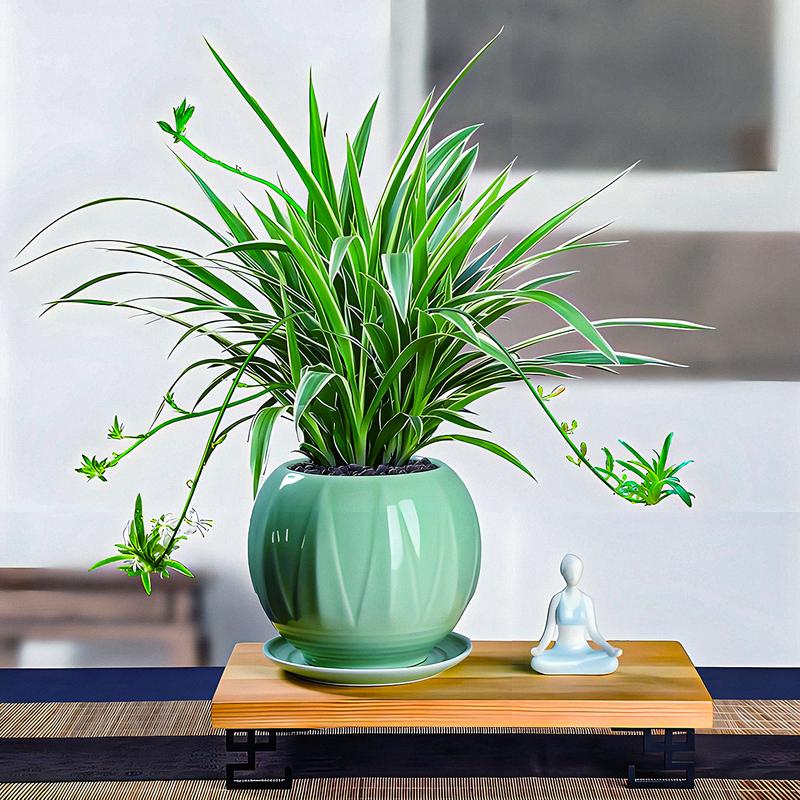 吊兰多少钱一盆，吊兰费用，吊兰的费用？-第4张图片-优品飞百科