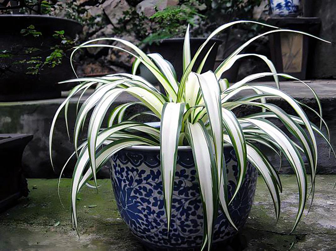 吊兰多少钱一盆，吊兰费用，吊兰的费用？-第5张图片-优品飞百科