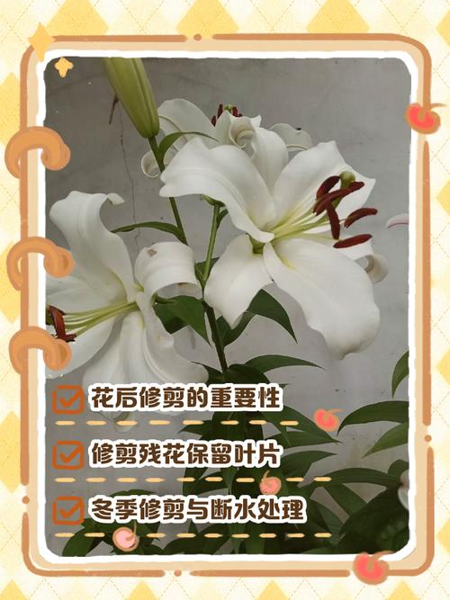 百合开花之后怎么处理，百合一年开花几次？百合开一次花期多久谢？