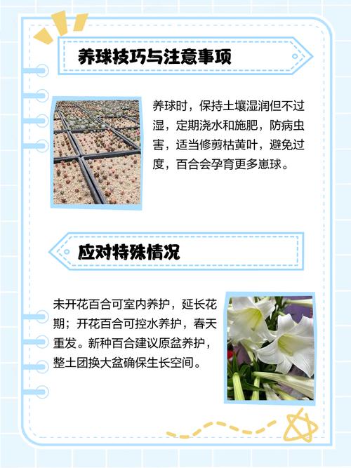 百合开花之后怎么处理,百合一年开花几次?百合开一次花期多久谢?-第2张图片-优品飞百科 百合开花之后怎么处理,百合一年开花几次?百合开一次花期多久谢?-第2张图片-优品飞百科