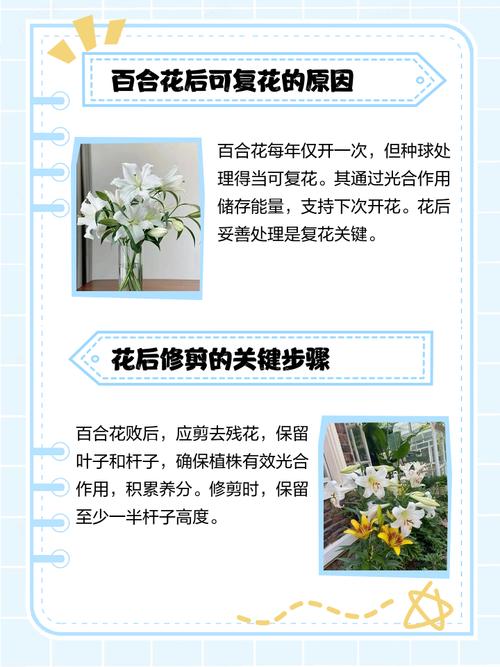 百合开花之后怎么处理,百合一年开花几次?百合开一次花期多久谢?-第3张图片-优品飞百科 百合开花之后怎么处理,百合一年开花几次?百合开一次花期多久谢?-第3张图片-优品飞百科