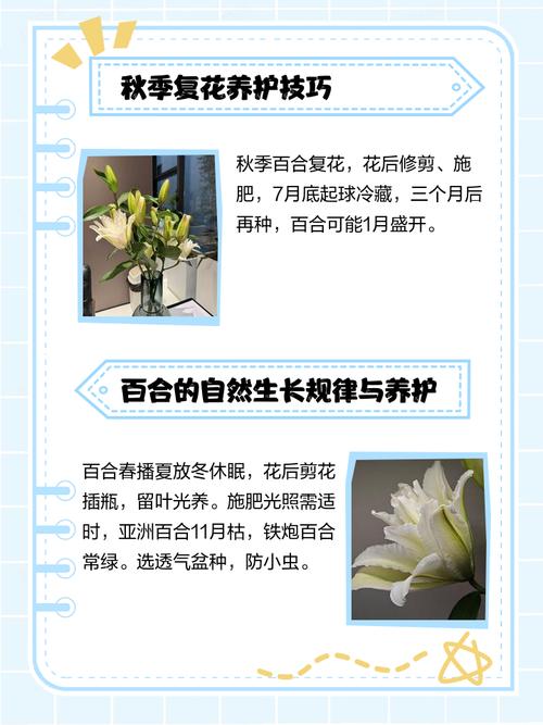 百合开花之后怎么处理,百合一年开花几次?百合开一次花期多久谢?-第4张图片-优品飞百科 百合开花之后怎么处理,百合一年开花几次?百合开一次花期多久谢?-第4张图片-优品飞百科