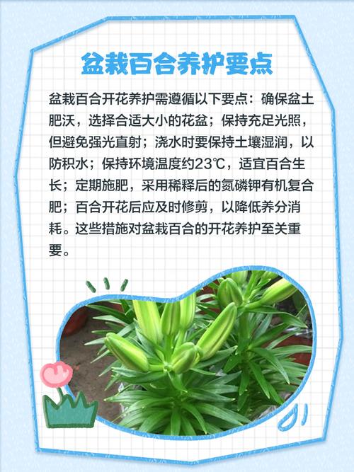 百合开花之后怎么处理,百合一年开花几次?百合开一次花期多久谢?-第6张图片-优品飞百科 百合开花之后怎么处理,百合一年开花几次?百合开一次花期多久谢?-第6张图片-优品飞百科