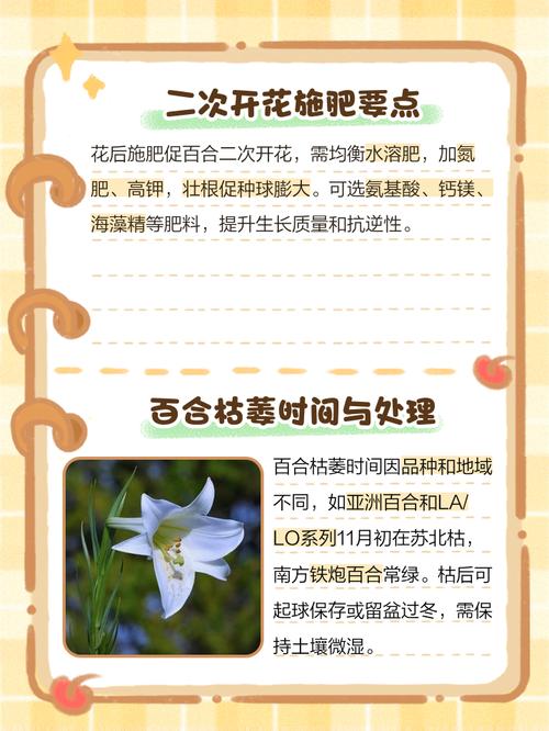 百合开花之后怎么处理,百合一年开花几次?百合开一次花期多久谢?-第7张图片-优品飞百科 百合开花之后怎么处理,百合一年开花几次?百合开一次花期多久谢?-第7张图片-优品飞百科