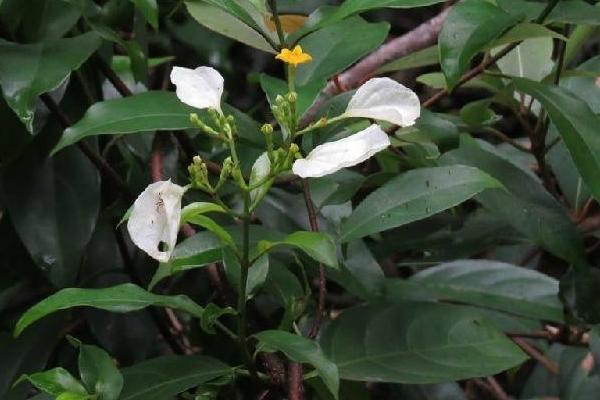 楠藤的养殖方法和注意事项，楠藤的养殖方法和注意事项视频