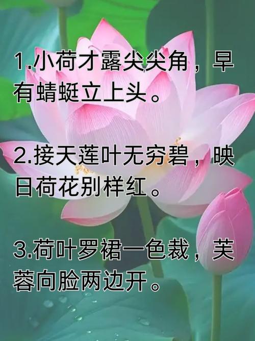莲花的花语？莲花的花语是什么？