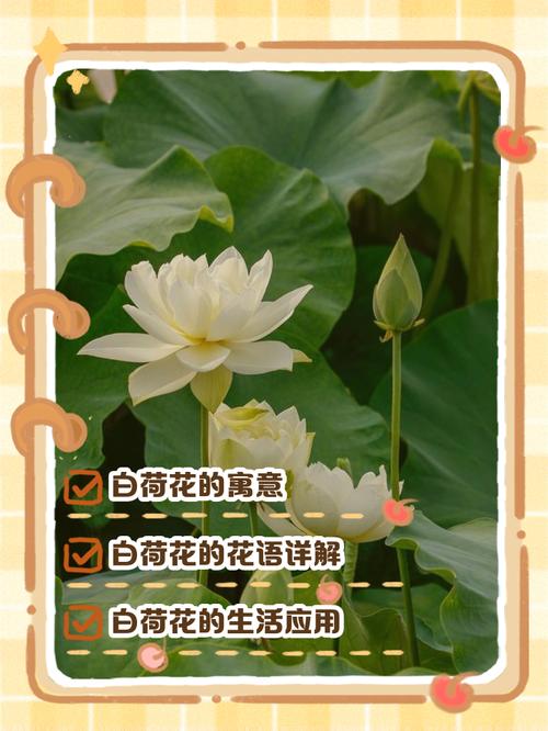 莲花的花语？莲花的花语是什么？-第3张图片-优品飞百科