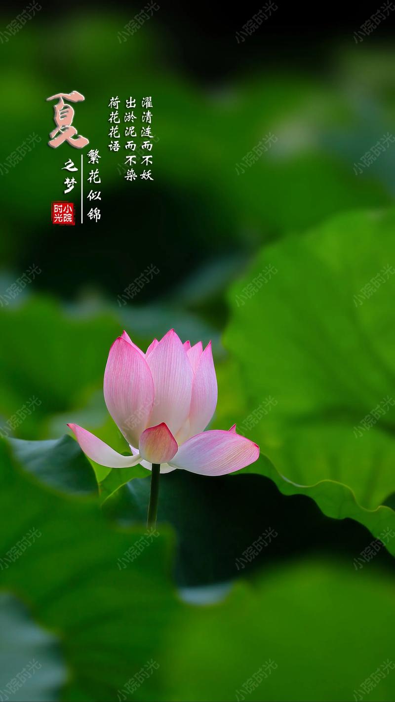 莲花的花语？莲花的花语是什么？-第4张图片-优品飞百科