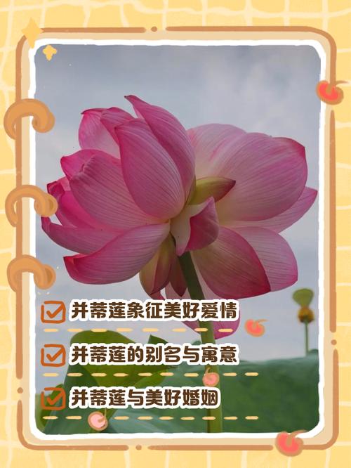 莲花的花语？莲花的花语是什么？-第5张图片-优品飞百科