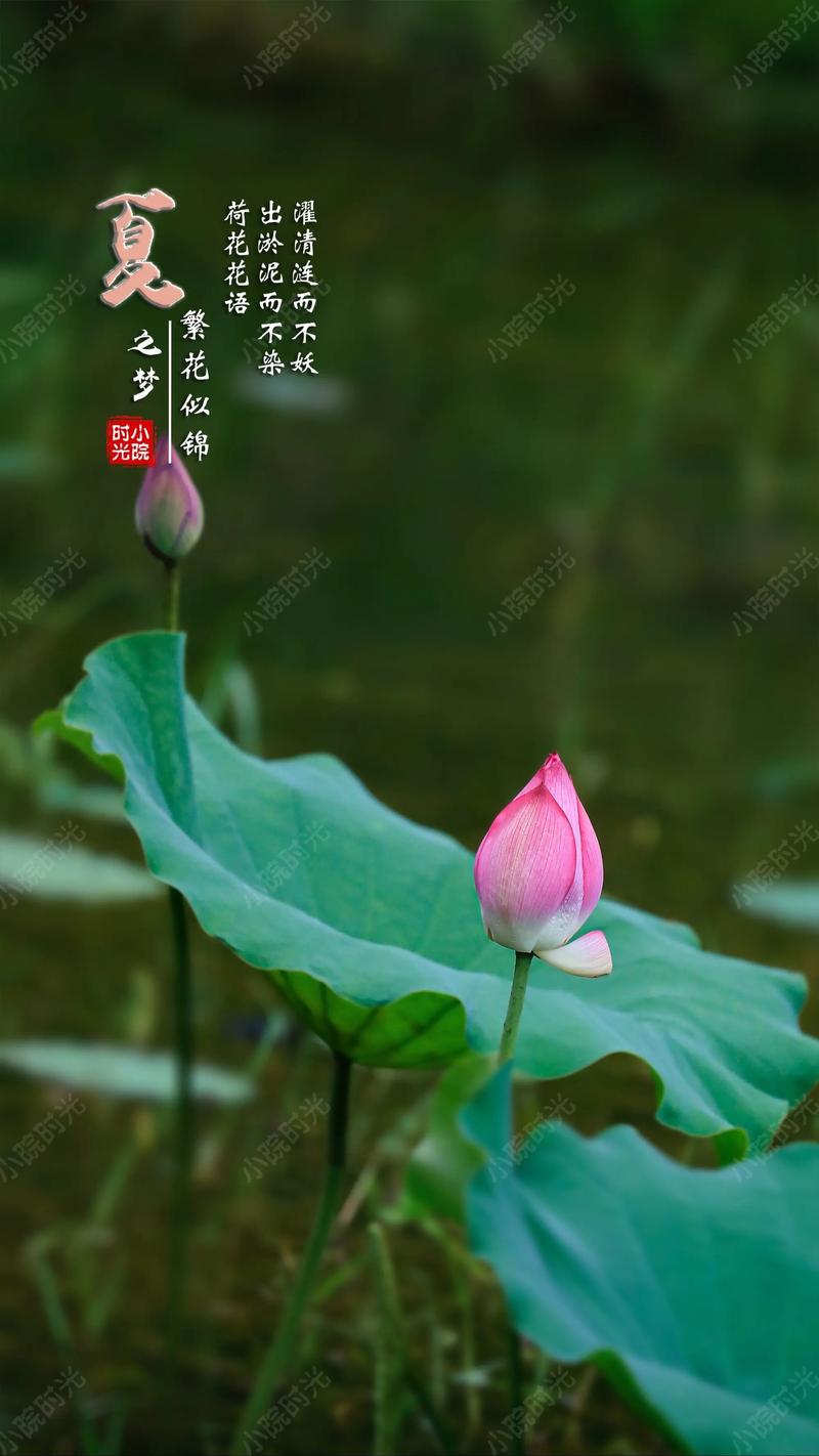 莲花的花语？莲花的花语是什么？-第6张图片-优品飞百科