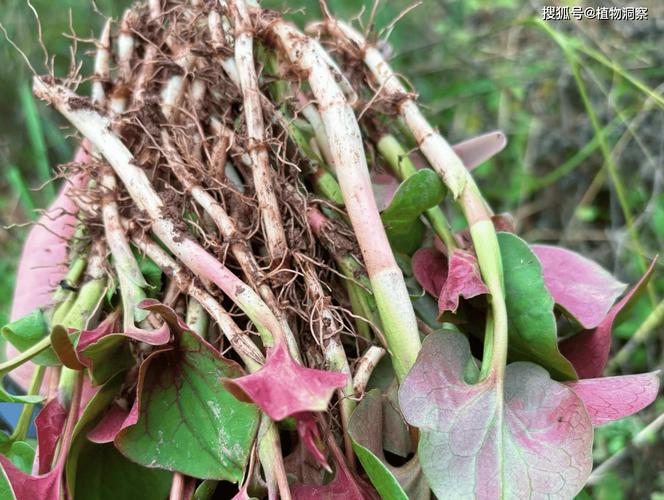 鱼腥草哪种人能吃哪种人不能吃，鱼腥草是什么？鱼腥草什么人不能吃 它有什么功效与作用？-第1张图片-优品飞百科