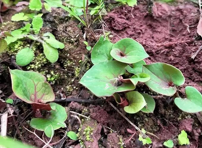 鱼腥草哪种人能吃哪种人不能吃，鱼腥草是什么？鱼腥草什么人不能吃 它有什么功效与作用？-第3张图片-优品飞百科