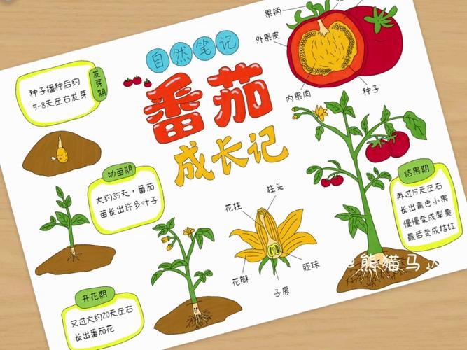 番茄的花语及植物文化，番茄的花长什么样子