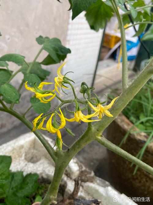 番茄的花语及植物文化，番茄的花长什么样子-第3张图片-优品飞百科