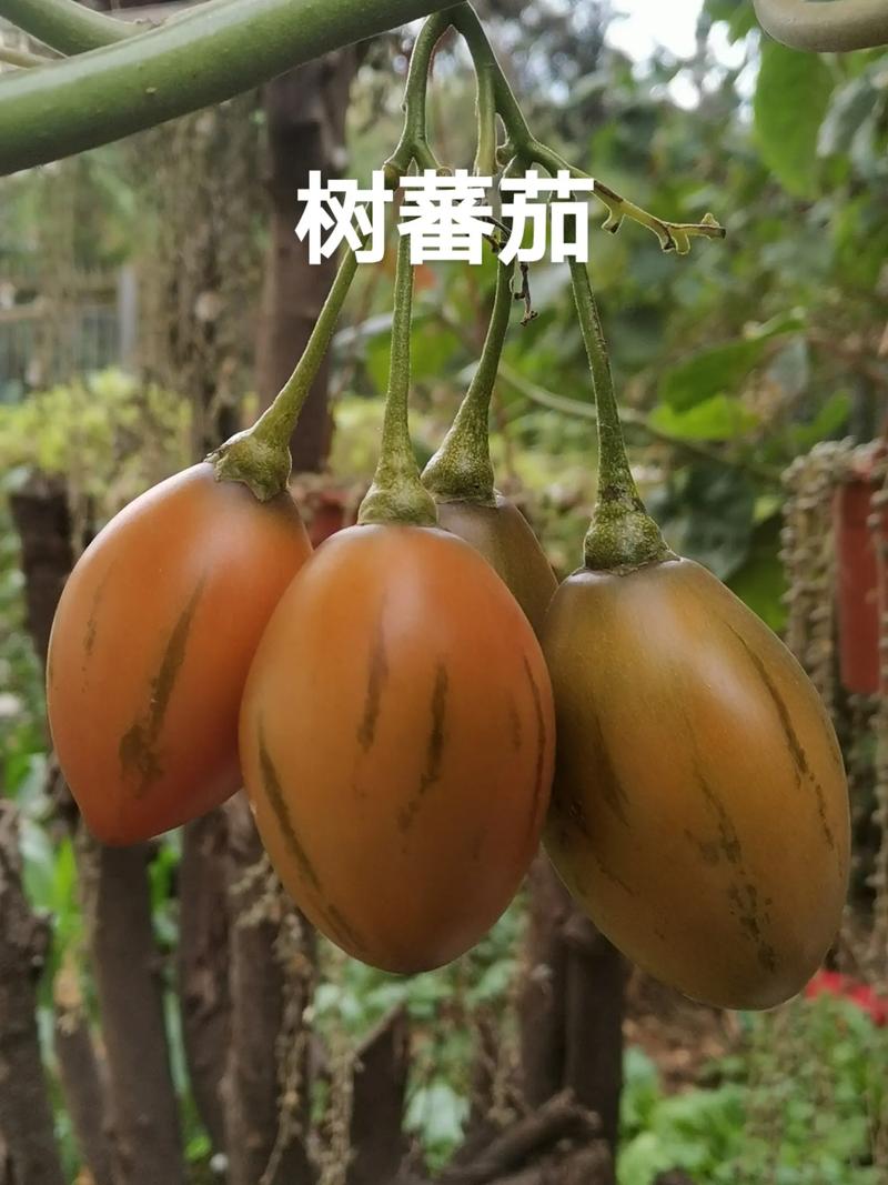 番茄的花语及植物文化，番茄的花长什么样子-第5张图片-优品飞百科