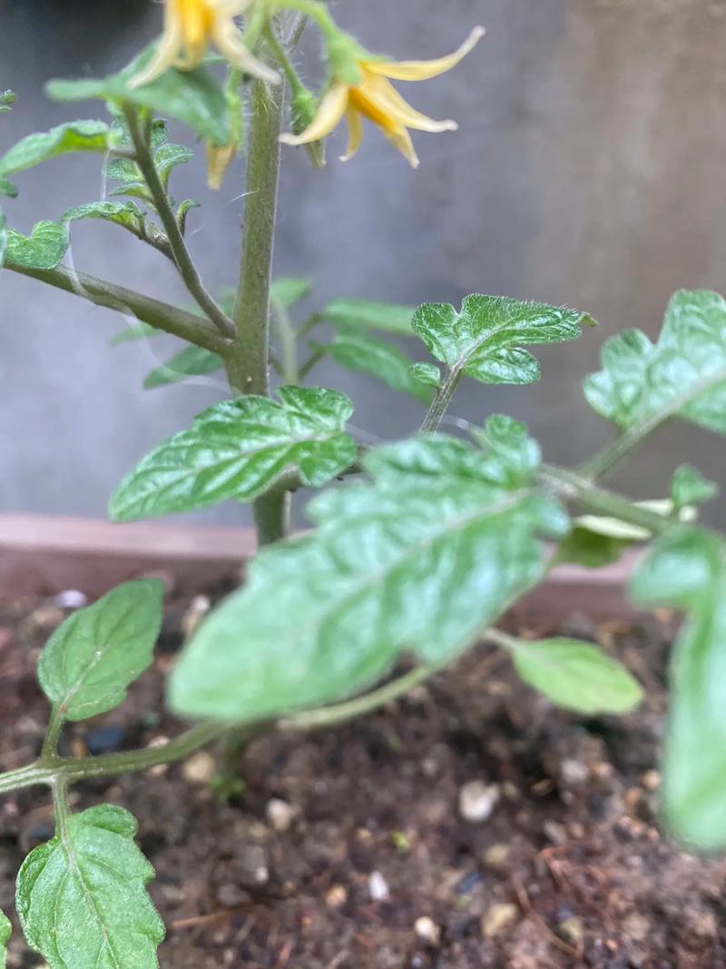 番茄的花语及植物文化，番茄的花长什么样子-第6张图片-优品飞百科