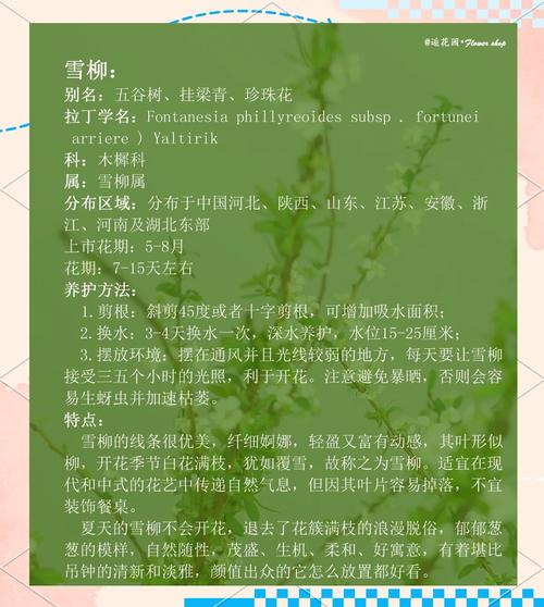 柳树的花语和传说，柳树的花图片？-第2张图片-优品飞百科