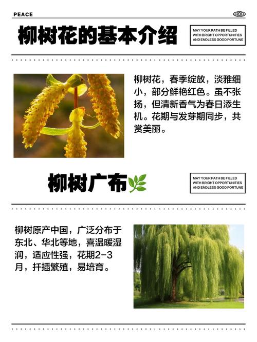 柳树的花语和传说，柳树的花图片？-第3张图片-优品飞百科