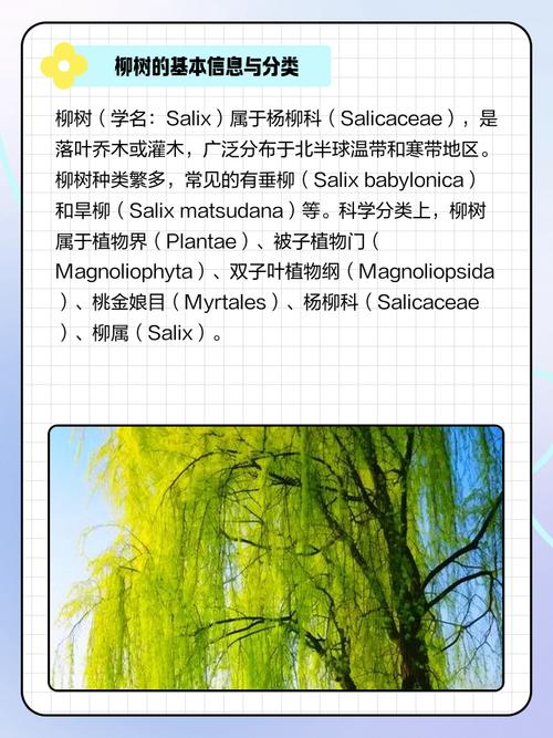 柳树的花语和传说，柳树的花图片？-第4张图片-优品飞百科