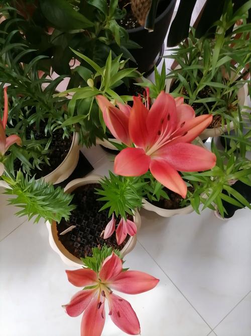 家里再穷也要养这3种花，家里再穷也要养这3种花的说说