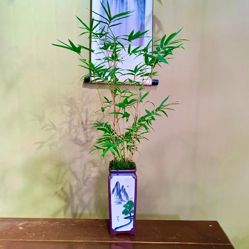 家里再穷也要养这3种花，家里再穷也要养这3种花的说说-第2张图片-优品飞百科